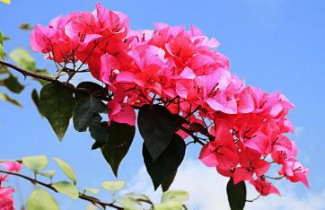 杜鵑花是深圳的市花嗎 杜鵑花是不是深圳的市花