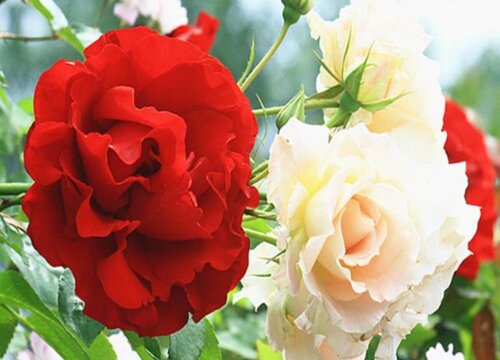 天津的市花是什么  天津的市花是什么花啊圖片