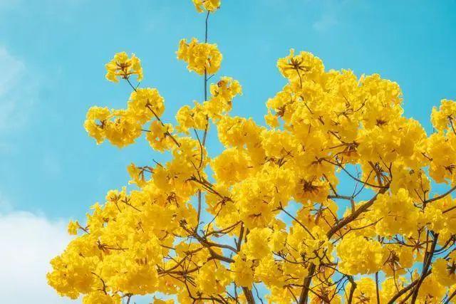 廣州風(fēng)鈴花開(kāi)啦!15天花期，一起去賞花吧