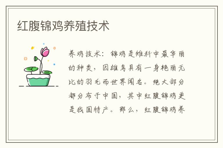 紅腹錦雞養殖技術 紅腹錦雞怎么養殖