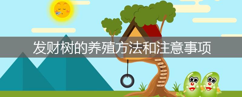 發財樹的養殖方法和注意事項