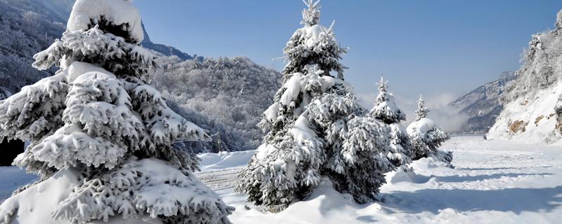 雪松是灌木嗎  雪松是灌木還是喬木