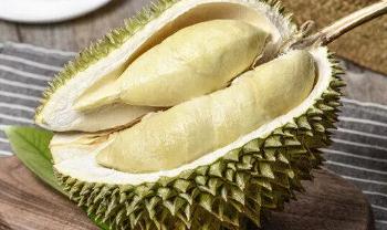 榴蓮種植條件和區域？榴蓮種植要哪些條件？