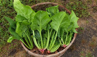 菠菜播種方法 菠菜播種方法及播種時間