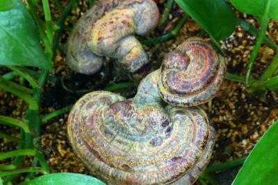 靈芝怎么種植 靈芝種植技術