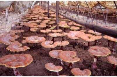 靈芝怎么種植 靈芝種植技術