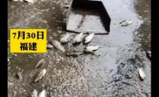 夢見大雨過后到處都是魚不是夢,一段奇妙的經(jīng)歷