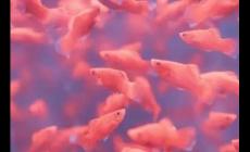 夢(mèng)見(jiàn)雨后到處好多魚(yú) 是什么意思