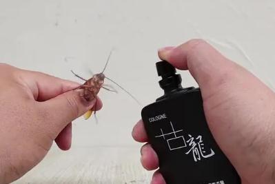 蟑螂怕香水味嗎？蟑螂怕香水嘛？蟑螂怕什么