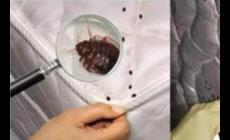 家里有臭蟲是什么原因引起的?應(yīng)該怎么辦?