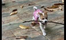 猛男撿樹(shù)枝是什么梗