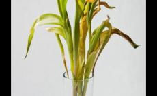 郁金香葉子黃了怎么辦?解決方法是什么?