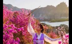 金達萊花歌詞中文翻譯