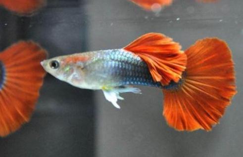 孔雀魚可以和什么魚一起混養(yǎng)