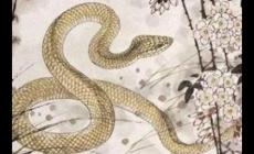 白發(fā)青衫是什么生肖的動(dòng)物（白發(fā)青衫是什么生肖）