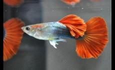 孔雀魚可以和什么魚一起混養(yǎng)