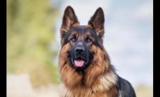 小狗是幾級保護動物 牧羊犬是幾級保護動物
