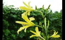 黃花菜為什么叫母親花(黃花菜能夠象征母愛)
