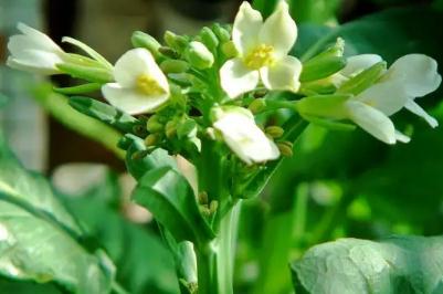 芥蘭菜開花了還能吃嗎？芥蘭開白花能吃嗎？