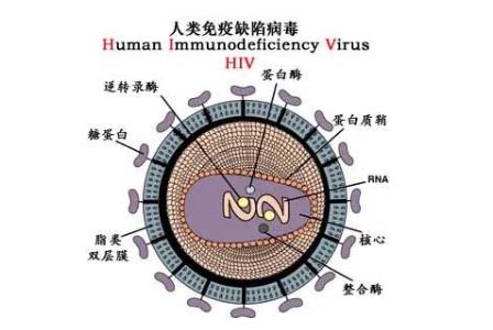<a href=/yangsheng/ffeac6755ea02647e9a3b6a4036a50e1.html target=_blank class=infotextkey>艾滋病</a>的英文簡稱是aids那么<a href=/yangsheng/be0bf77f5ba2bce4f3ee84299f39c2d9.html target=_blank class=infotextkey><a href=/yangsheng/be0bf77f5ba2bce4f3ee84299f39c2d9.html target=_blank class=infotextkey>hiv</a></a>是什么 - www.teatomorrow.com