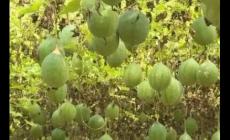 瓜蔞種1畝需要多少錢?種植該中藥材回報潛力如何?