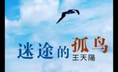 迷途的孤鳥歌詞 迷途的孤鳥歌詞完整版及表達(dá)的情感