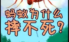 螞蟻從高處掉下來為什么摔不死(為什么螞蟻摔不死)