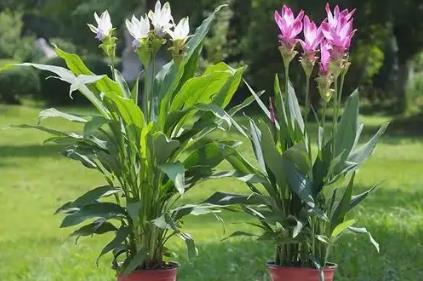姜荷花不能隨便養嗎 姜荷花適合家里養嗎